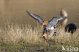 Black-tailed Godwit (Limosa limosa) 