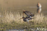Black-tailed Godwit (Limosa limosa) 