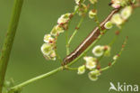 Vogelwiekje (Dypterygia scabriuscula)