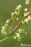 Vogelwiekje (Dypterygia scabriuscula)