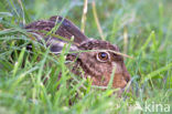 Brown Hare (Lepus europaeus)