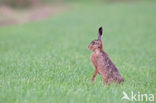 Brown Hare (Lepus europaeus)