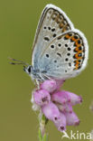 Silver Studded Blue (Plebejus argus)