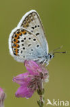 Silver Studded Blue (Plebejus argus)