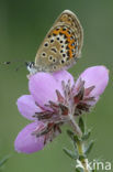 Heideblauwtje (Plebejus argus) 