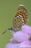 Silver Studded Blue (Plebejus argus)