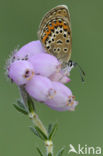 Silver Studded Blue (Plebejus argus)