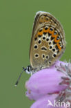 Silver Studded Blue (Plebejus argus)