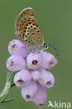 Heideblauwtje (Plebejus argus) 