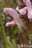 Heidekartelblad (Pedicularis sylvatica) 