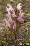 Heidekartelblad (Pedicularis sylvatica) 