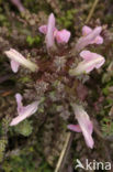 Heidekartelblad (Pedicularis sylvatica) 