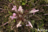 Heidekartelblad (Pedicularis sylvatica) 