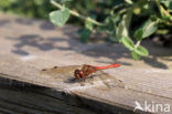 Heidelibel (Sympetrum sp.)