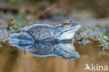 Moor Frog (Rana arvalis)