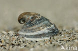 fools capsnail