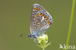 Common Blue (Polyommatus icarus)