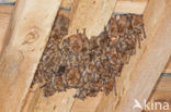 Geoffroy’s Bat (Myotis emarginatus)