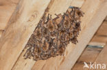 Geoffroy’s Bat (Myotis emarginatus)