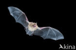 Geoffroy’s Bat (Myotis emarginatus)