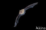 Geoffroy’s Bat (Myotis emarginatus)