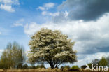 Internationaler Naturpark Bourtanger Moor-Bargerveen