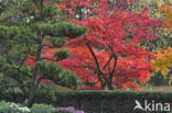 Japanse esdoorn (Acer palmatum)