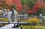 Japanese Maple (Acer palmatum)