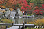 Japanse esdoorn (Acer palmatum)