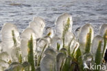 Sweet-flag (Acorus calamus)