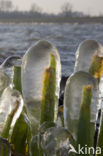 Sweet-flag (Acorus calamus)