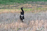 Cat (Felis domesticus