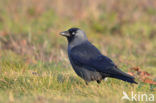 Eurasian Jackdaw (Corvus monedula)