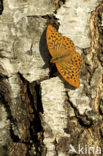 Keizersmantel (Argynnis paphia) 