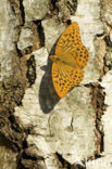 Keizersmantel (Argynnis paphia) 