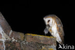 Barn Owl (Tyto alba)