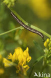 Klaverspanner (Chiasmia clathrata)