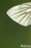 Klein geaderd witje (Pieris napi)