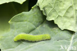 Klein koolwitje (Pieris rapae)