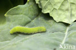 Klein koolwitje (Pieris rapae)