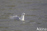 Kleine Burgemeester (Larus glaucoides)