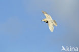 Kleine Burgemeester (Larus glaucoides)