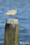 Kleine Burgemeester (Larus glaucoides)