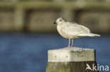 Kleine Burgemeester (Larus glaucoides)