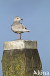 Kleine Burgemeester (Larus glaucoides)