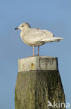 Kleine Burgemeester (Larus glaucoides)