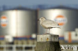 Kleine Burgemeester (Larus glaucoides)