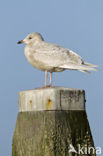 Kleine Burgemeester (Larus glaucoides)