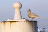 Kleine Burgemeester (Larus glaucoides)