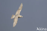 Kleine Burgemeester (Larus glaucoides)